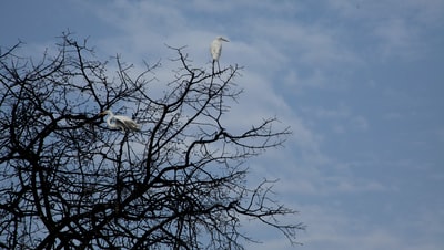鸟栖息在树上
